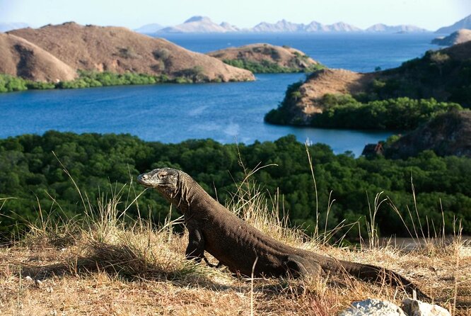 Full Day Trip to Explore 6 Destinations in Labuan Bajo and Komodo - 5:30am Pickup in Labuan Bajo: The Part Where You Earn Your Sea Day