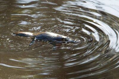 Fun, Falls and Forests Day Trip from Cairns - Babinda Boulders: Rainforest Walk and Crystal-Clear Water