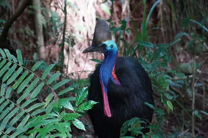 Fun, Falls and Forests Day Trip from Cairns - Price and Value: Is $121.21 a Good Deal?