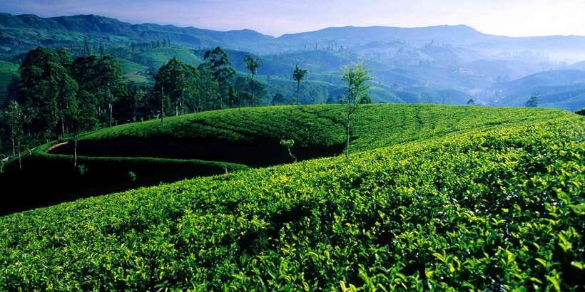 Galle/Weligama/Mirissa/Hiriketiya/Tangalle: Day Trip to Ella - Key highlights worth waking up for