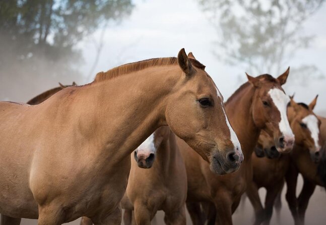 Gaucho Experience: A Day Trip to Don Silvano Ranch - Getting Out of Buenos Aires: the 9:30 Departure and Pampas Coach Ride