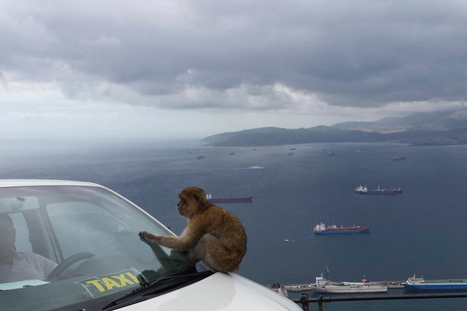 Gibraltar Day Trip from Seville + Rock Tour - Guide quality and group size: why it can feel smooth or chaotic