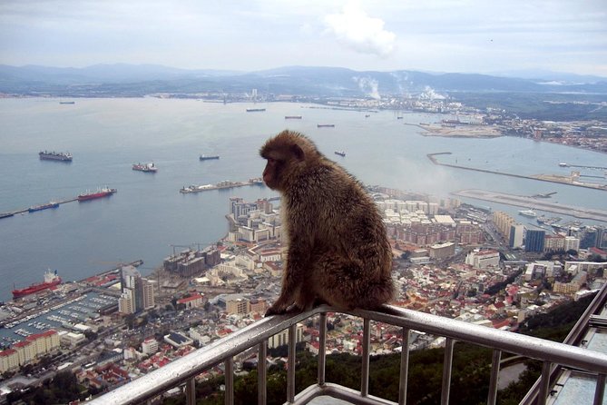 Gibraltar Express: Sightseeing Full Day Tour from Costa del Sol - Price and Value: Is $114.39 a Fair Deal?