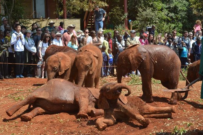 Giraffe Centre, Elephant Orphanage, and Bomas of Kenya Day Tour from Nairobi - Key Highlights You’ll Actually Care About