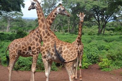 Giraffe Centre, Elephant Orphanage, and Bomas of Kenya Day Tour from Nairobi - Sheldrick Wildlife Trust: Elephant Calves, Rehabilitation, and Real Purpose