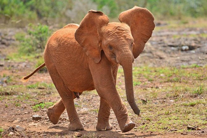 Giraffe Centre, Elephant Orphanage, and Bomas of Kenya Day Tour from Nairobi - Bomas of Kenya: The Live Show That Runs on Real Energy