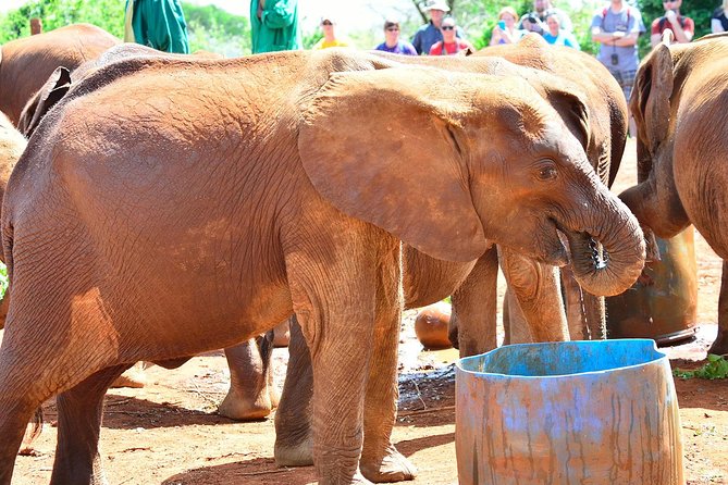 Giraffe Centre, Elephant Orphanage, and Bomas of Kenya Day Tour from Nairobi - Best for Short Visits, Families, and Culture-Hunters