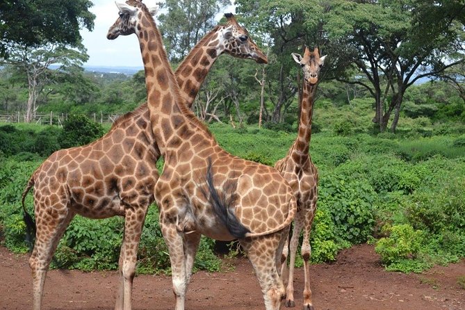 Giraffe Centre, Elephant Orphanage, and Bomas of Kenya Day Tour from Nairobi - Sheldrick Wildlife Trust: Elephant Calves, Rehabilitation, and Real Purpose