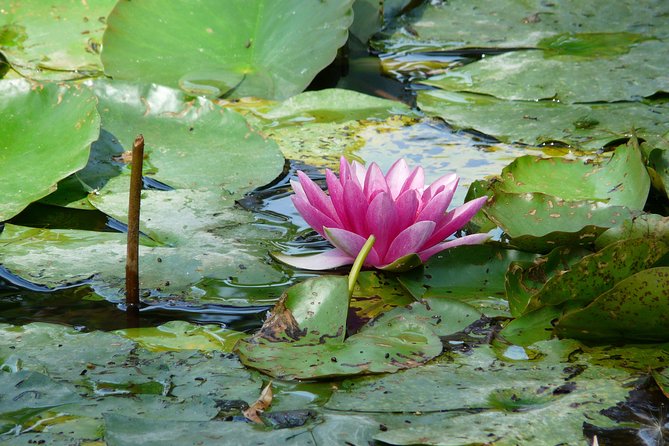 Giverny & Monet's House Audio Guided Half-day Tour from Paris - Who should book this Monet half-day tour