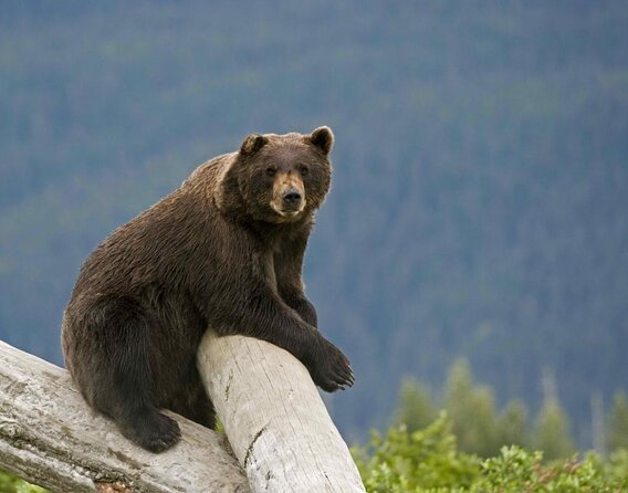 Glaciers and Wildlife: Super Scenic Day Tour from Anchorage - Key highlights you’ll feel all day