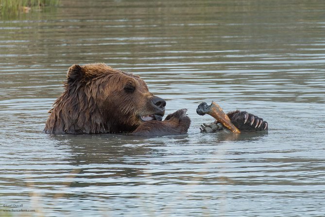 Glaciers and Wildlife: Super Scenic Day Tour from Anchorage - Chugach State Park Glen Alps overlook for a quick high payoff