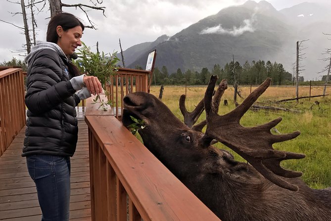 Glaciers and Wildlife: Super Scenic Day Tour from Anchorage - Why the Sprinter van matters more than you’d think