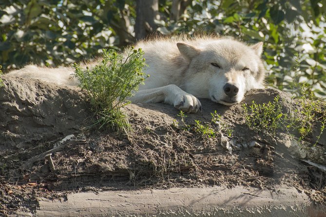 Glaciers and Wildlife: Super Scenic Day Tour from Anchorage - Guides who live in Alaska year-round change the whole experience