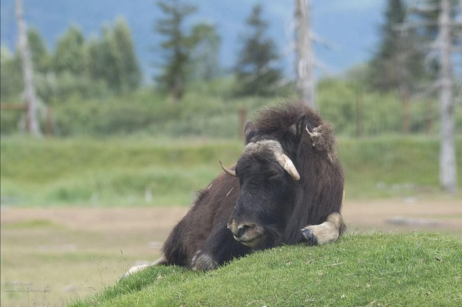 Glaciers and Wildlife: Super Scenic Day Tour from Anchorage - What’s included (and how to plan for what isn’t)
