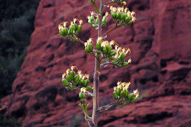 Grand Canyon South Rim Day Trip from Flagstaff - Flagstaff to the canyon: why the van route matters