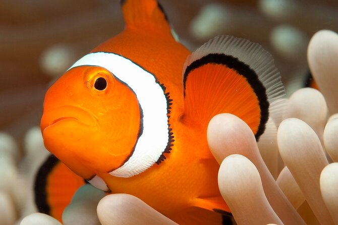 Great Barrier Reef Full Day Tour from Cairns - Marine-life sightings: how to maximize your chances