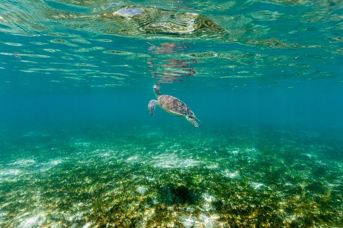 Green Island Day Trip from Cairns - Lunch on board and the onboard bar: what you should plan for