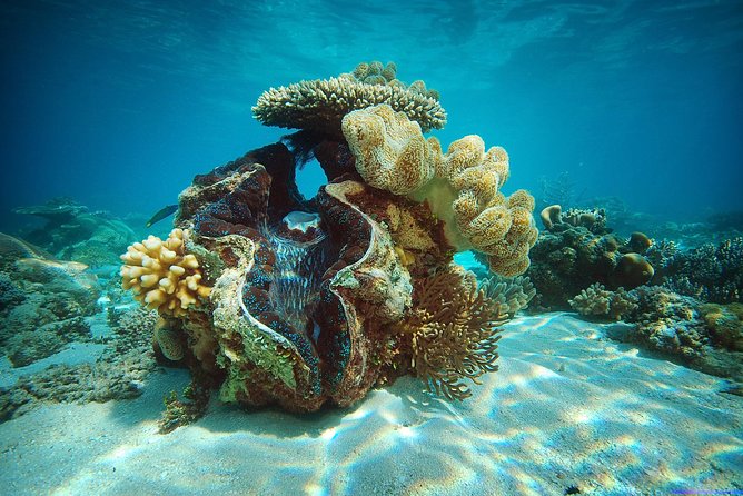 Green Island Half-Day Trip from Cairns - Snorkel gear: rent it smart and don’t waste your minutes