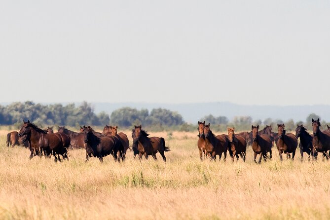 GROUP Guided Day Trip to the Danube Delta, Tulcea - Letea - Key highlights I’d plan around