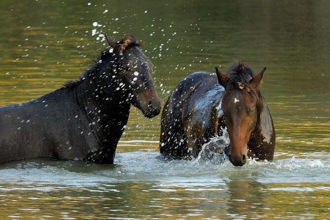 GROUP Guided Day Trip to the Danube Delta, Tulcea - Letea - Letea Forest: safari car + 7 km travel + 20–30 minute sand walk
