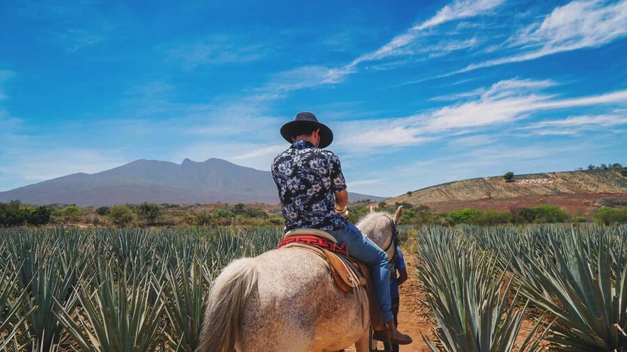 Guadalajara: Tequila Day Trip with Jose Cuervo Option - Getting to and from Guadalajara: pickup, comfort, and timing