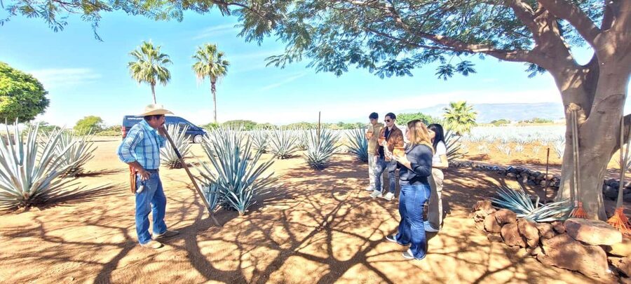 Guadalajara: Tequila Day Trip with Jose Cuervo Option - The town of Tequila: your hour to roam, eat, and shop