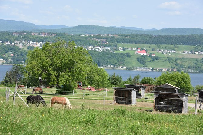 Half-Day Trip to Montmorency Falls and Ste-Anne-de-Beaupré from Quebec city - Chocolaterie de l’Île d’Orléans: gifts, sweet breaks, and quick views