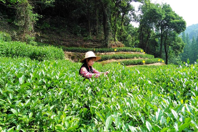 Hangzhou Private Customized Day Trip from Shanghai by Bullet Train - Bullet Train Comfort: The Shanghai–Hangzhou Rhythm
