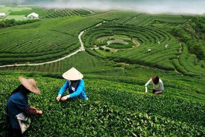 Hangzhou Private Customized Day Trip from Shanghai by Bullet Train - Dragon Well (Longjing) Tea Village: The Lunch Break That Makes the Day Worth It
