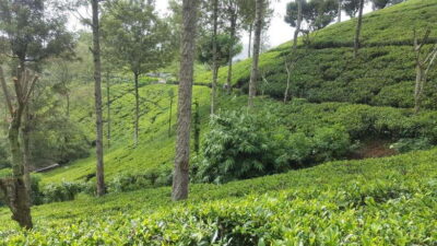 Hikkaduwa/Galle/Mirissa/Hiriketiya/Tangalle:Day Trip to ELLA - Buduruwagala Rock Temple: Seven Statues and Simple Temple Rules