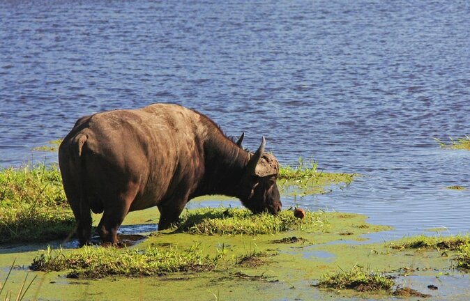 Hluhluwe Imfolozi Safari & St Lucia Boat Safari Day Tour from Durban - Hluhluwe Meets St Lucia: Why This One-Day Safari Works