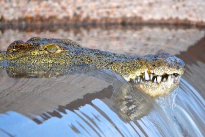 Hluhluwe Imfolozi Safari & St Lucia Boat Safari Day Tour from Durban - The Timing and Long-Drive Reality (12 to 14 Hours)
