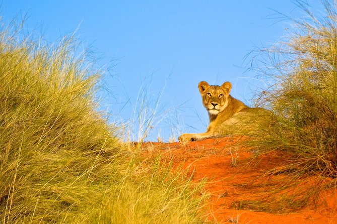 Hluhluwe Imfolozi Safari & St Lucia Boat Safari Day Tour from Durban - Price and Value: Is $259.59 Fair for This Day?