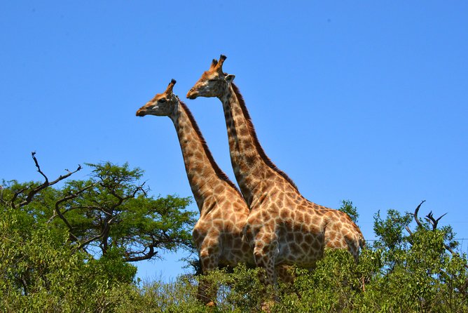 Hluhluwe Imfolozi Safari & St Lucia Boat Safari Day Tour from Durban - FAQ