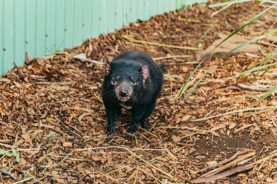 Hobart: Mt Wellington, Mt Field, Bonorong and Richmond Trip - The Wildlife Switch: Bonorong Wildlife Sanctuary and Tasmanian Devils