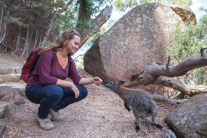 Hobart: Wineglass Bay & Freycinet National Park - Active Day Tour - Two hike choices: down to Wineglass Bay Beach or keep it easier