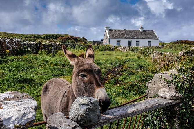 Inis Mór (Aran Islands) Day Trip: Return Ferry from Rossaveel, Galway - Ticket pickup and getting to Rossaveel without losing time