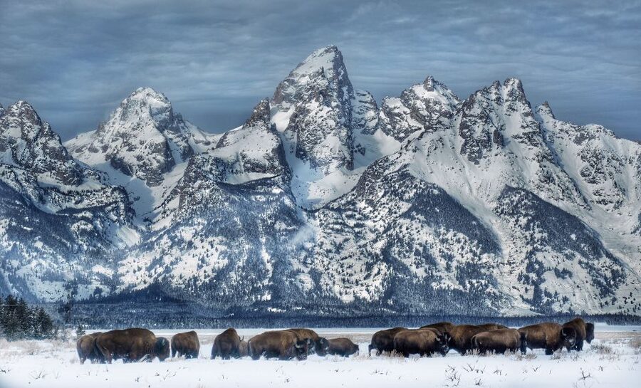 Jackson: Grand Teton and National Elk Refuge Winter Day Trip - Key things I think you’ll enjoy most
