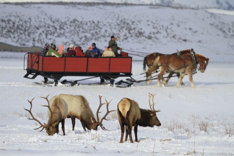 Jackson: Grand Teton and National Elk Refuge Winter Day Trip - Grand Teton wildlife stops: what you might spot and why timing matters