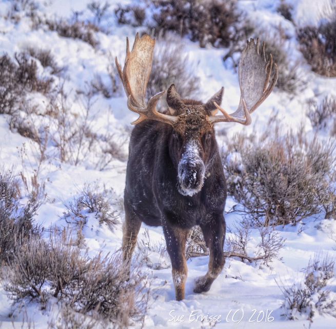 Jackson: Grand Teton and National Elk Refuge Winter Day Trip - Lunch in Jackson: warmth, fuel, and a classic western reset