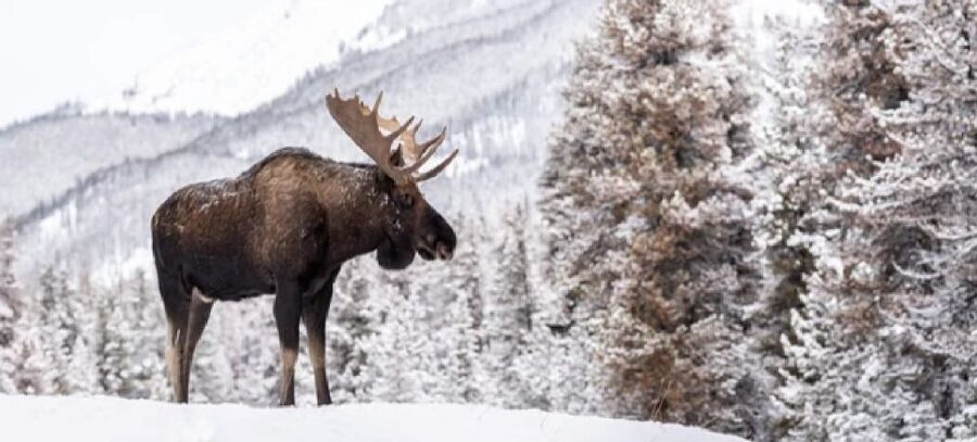 Jackson: Grand Teton and National Elk Refuge Winter Day Trip - Telescope + guide commentary: how you get better photos and better understanding