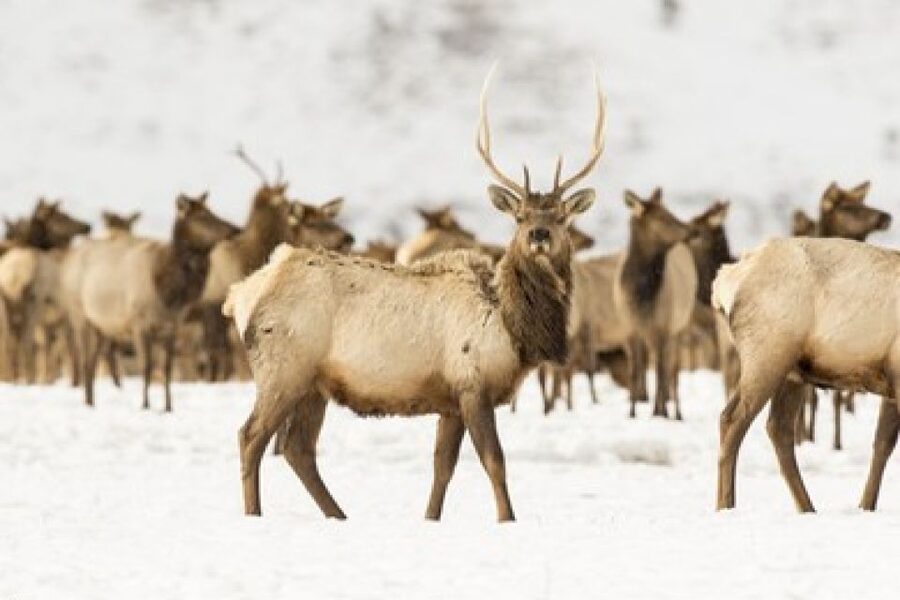 Jackson: Grand Teton and National Elk Refuge Winter Day Trip - Price and what $219 gets you in real terms