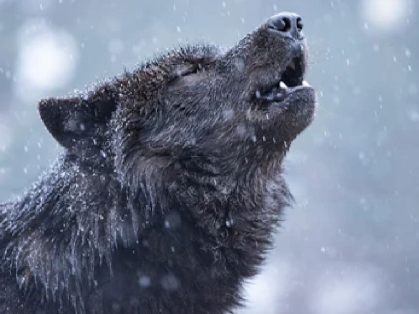 Jackson: Grand Teton and National Elk Refuge Winter Day Trip - Packing for this day: warm, practical, and camera-ready
