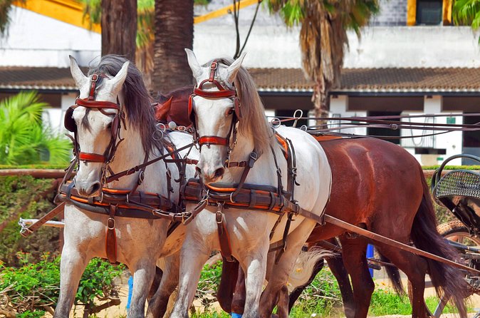 Jerez and Cadiz Day Trip from Seville - Price and value: what $160-ish is buying you