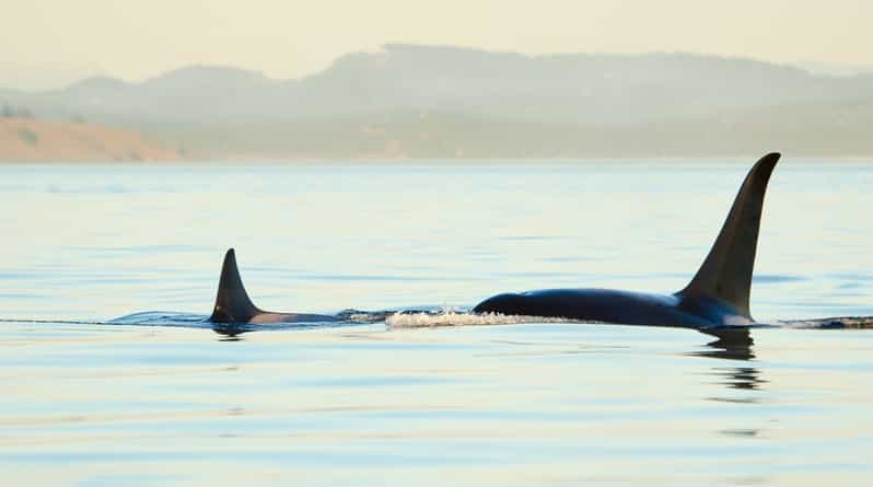 Juneau: Whale Watching and Mendenhall Glacier Day Trip - Route and timing: how the day stays on schedule