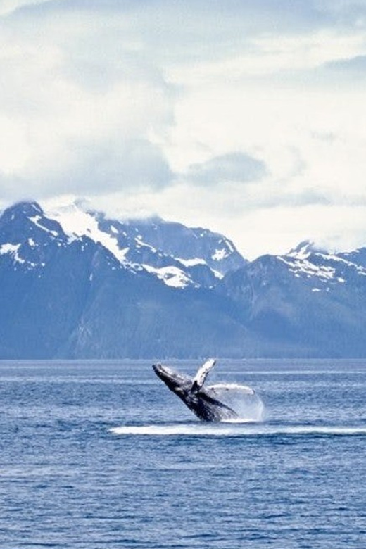 Juneau: Whale Watching and Mendenhall Glacier Day Trip - Getting from downtown to Mendenhall Glacier without wasting your time