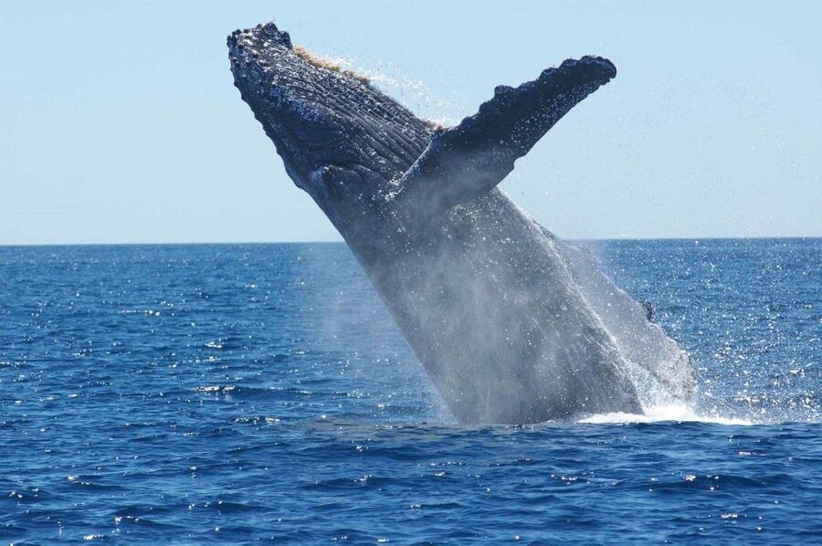 Juneau: Whale Watching and Mendenhall Glacier Day Trip - What makes Mendenhall worth it even when time feels short