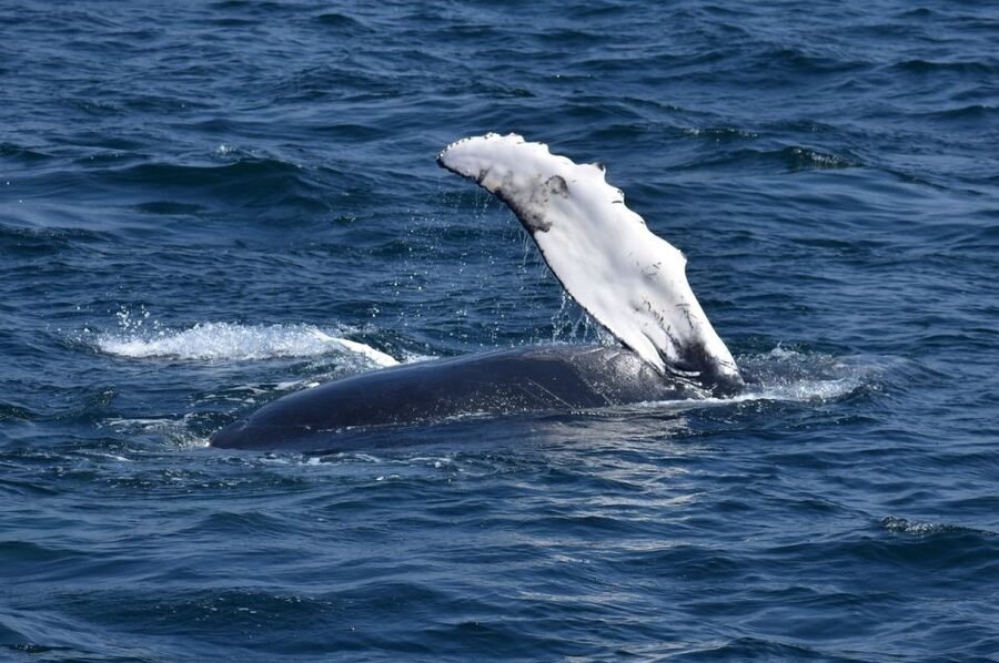 Juneau: Whale Watching and Mendenhall Glacier Day Trip - Price and value: what $229 buys you (and what it doesn’t)