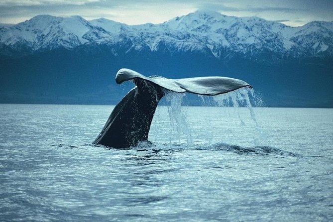 Kaikoura Whale Watch Day Tour from Christchurch - Christchurch to Kaikoura: the long scenic ride with real guidance
