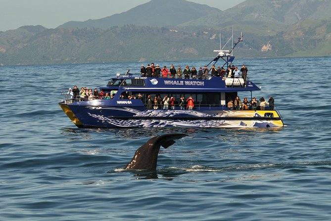 Kaikoura Whale Watch Day Tour from Christchurch - Why Not Cafe: lunch that keeps you fueled for seals and sightseeing